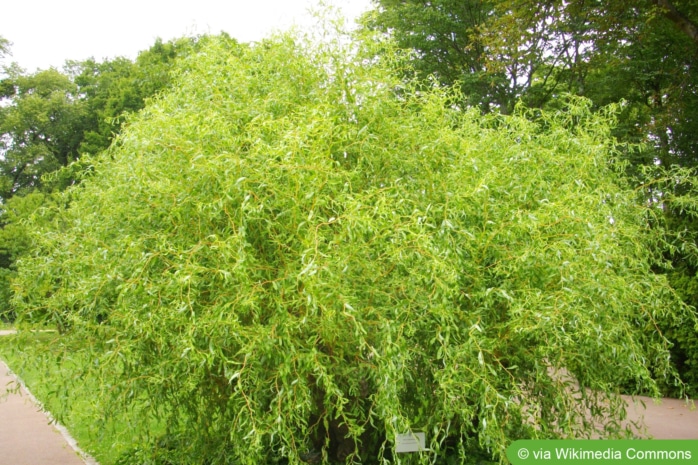 Lockenweide (Salix erythroflexuosa)