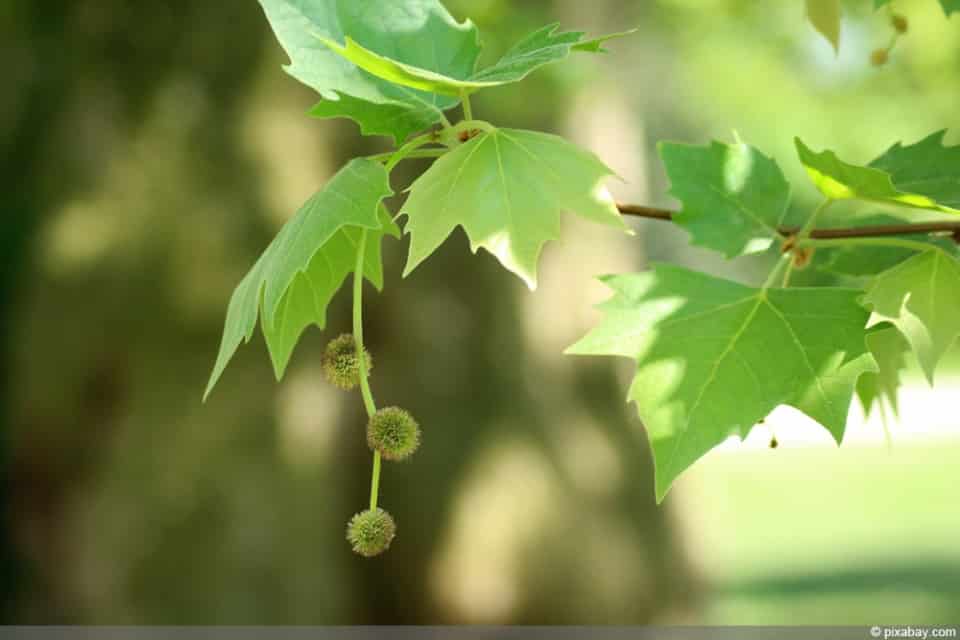 Götterbaum, Ailanthus altissima Steckbrief & Pflege im Garten