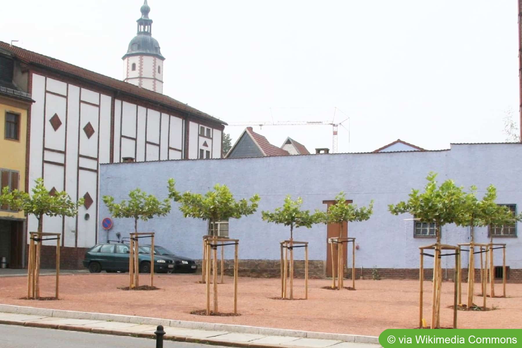 Schirmplatane - Pflanzen, Pflege und Schneiden - Hausgarten.net