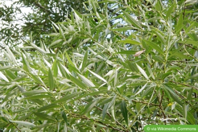 Silber-Weide (Salix alba)