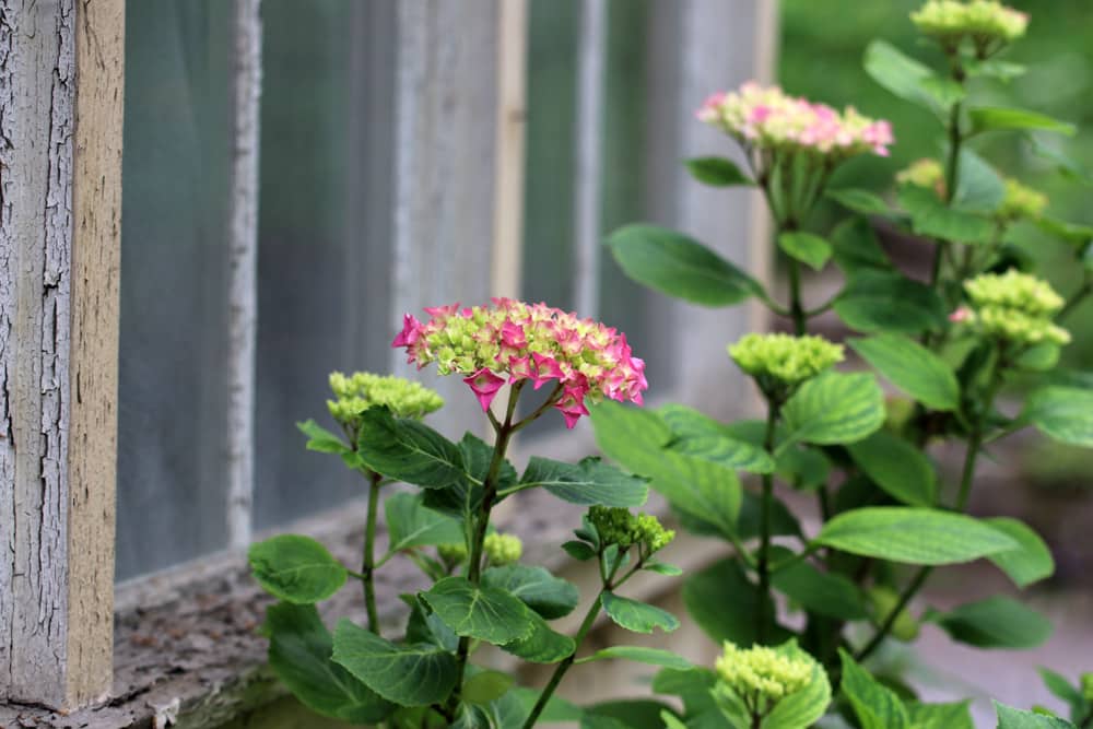 Bauernhortensie - Gartenhortensie - Hydrangea macrophylla