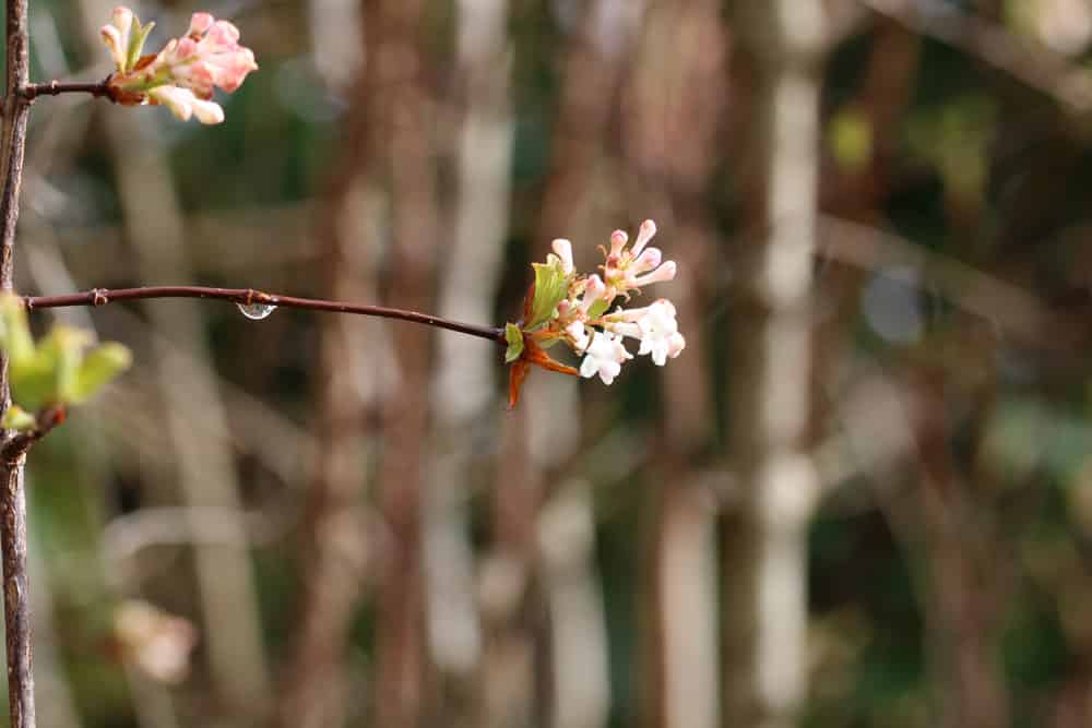 Duftschneeball - Viburnum farreri fragrans