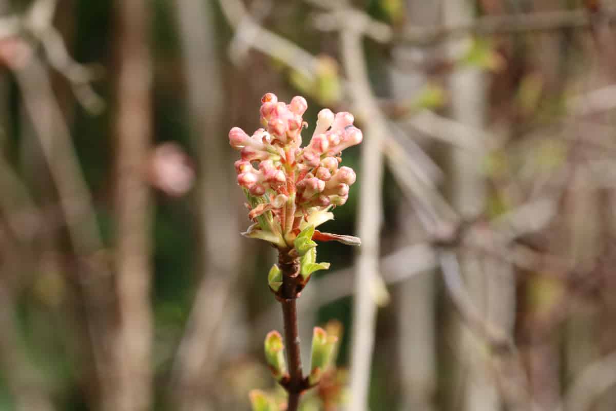 Duftschneeball - Viburnum farreri