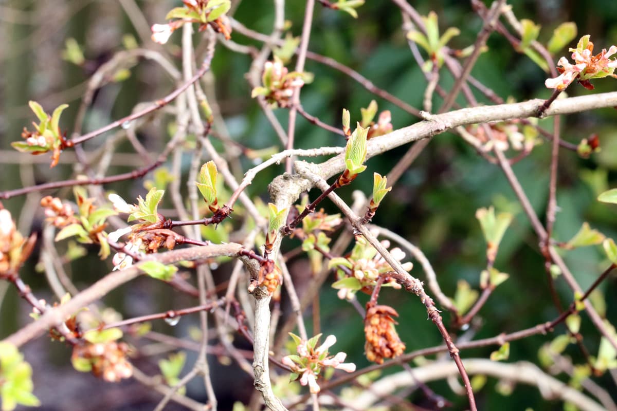 Duftschneeball - Viburnum farreri