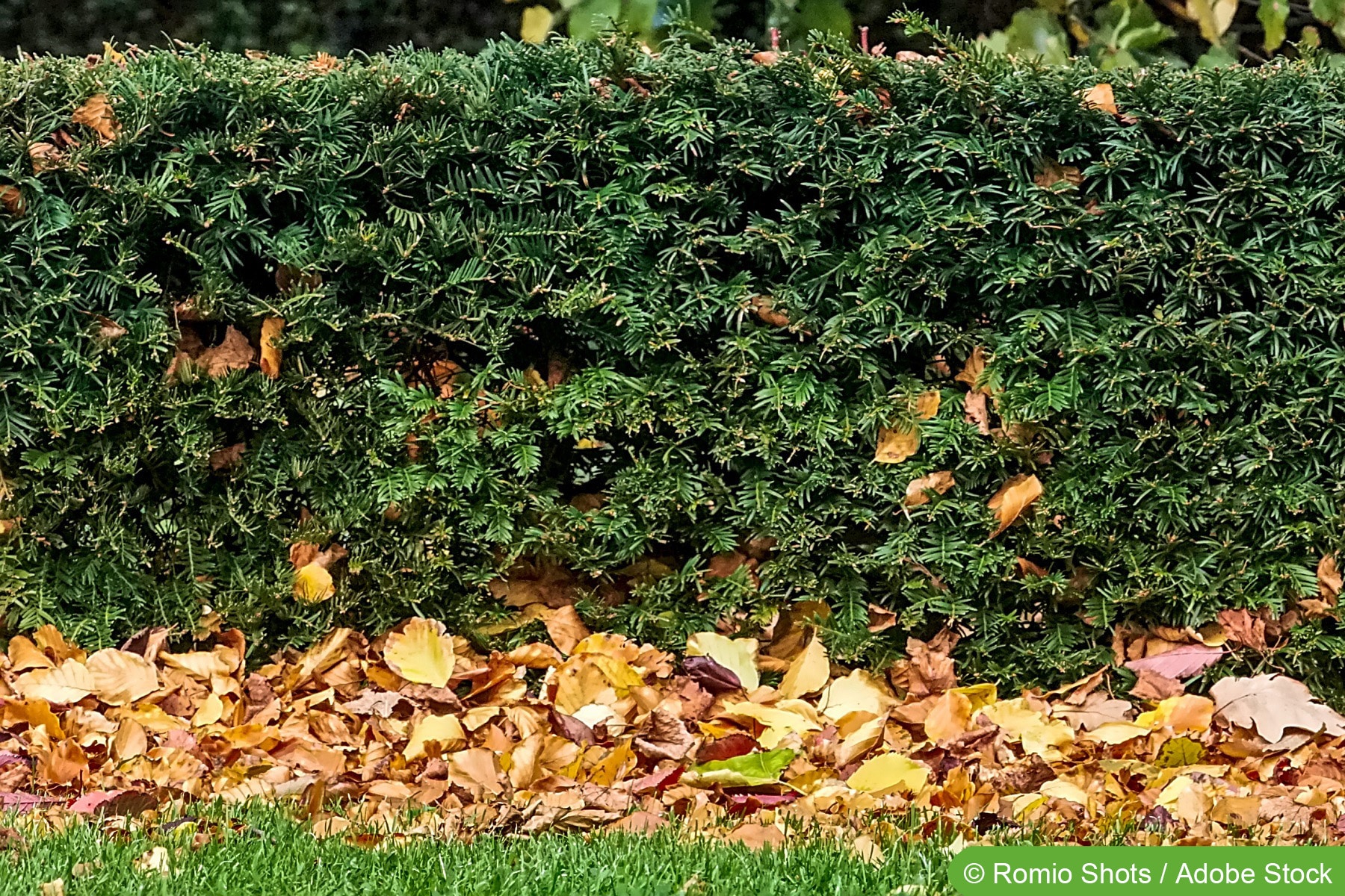 fargesia düngen Bambus Dünger Flora Boost für gesunde und prächtige Bambuspflanzen