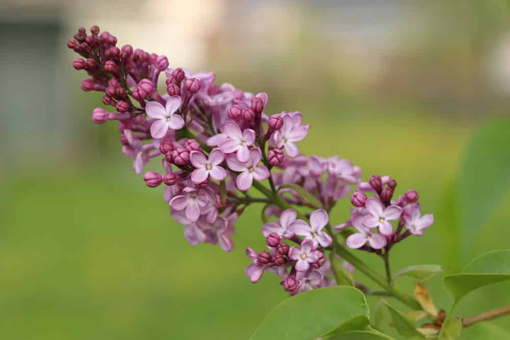 Fliederbaum - Blüte lila rosa