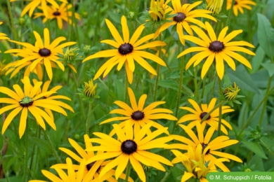 Gelber Sonnenhut (Rudbeckia fulgida)