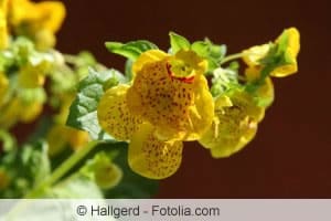 Die Pantoffelblume verdankt ihren Namen der Blütenform