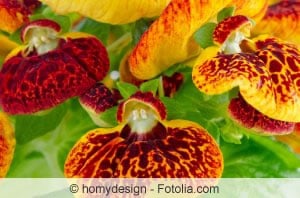Calceolaria lassen sich mitunter durch Wurzelteilung vermehren