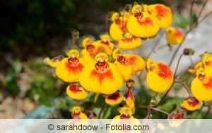 Pantoffelblumen kann man im Winter vorziehen