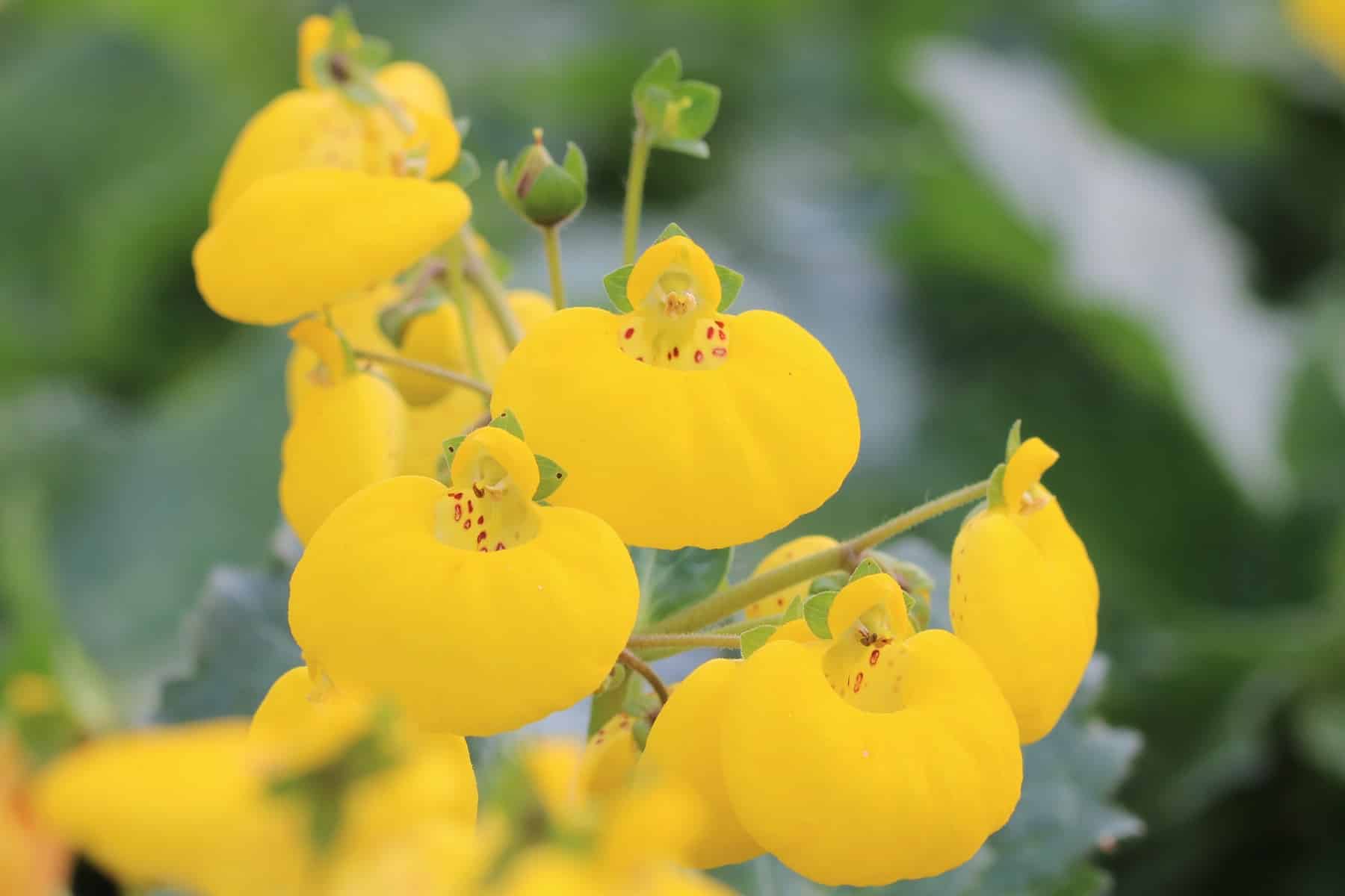Pantoffelblume, Calceolaria - Arten, Pflege und berwintern - Hausgarten.net