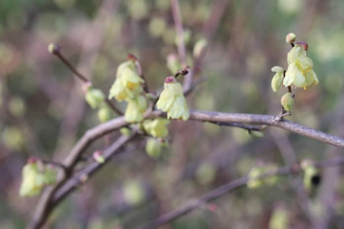 Scheinhasel (Corylopsis pauciflora)