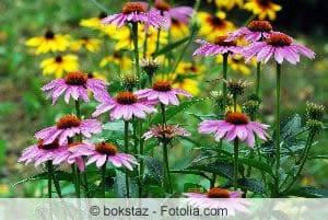 Echinacea purpurea