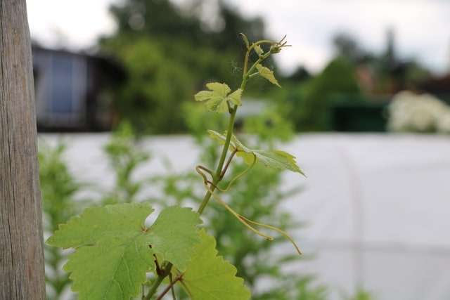 WeinstockPflege Pflanzen, Schneiden und Vermehren