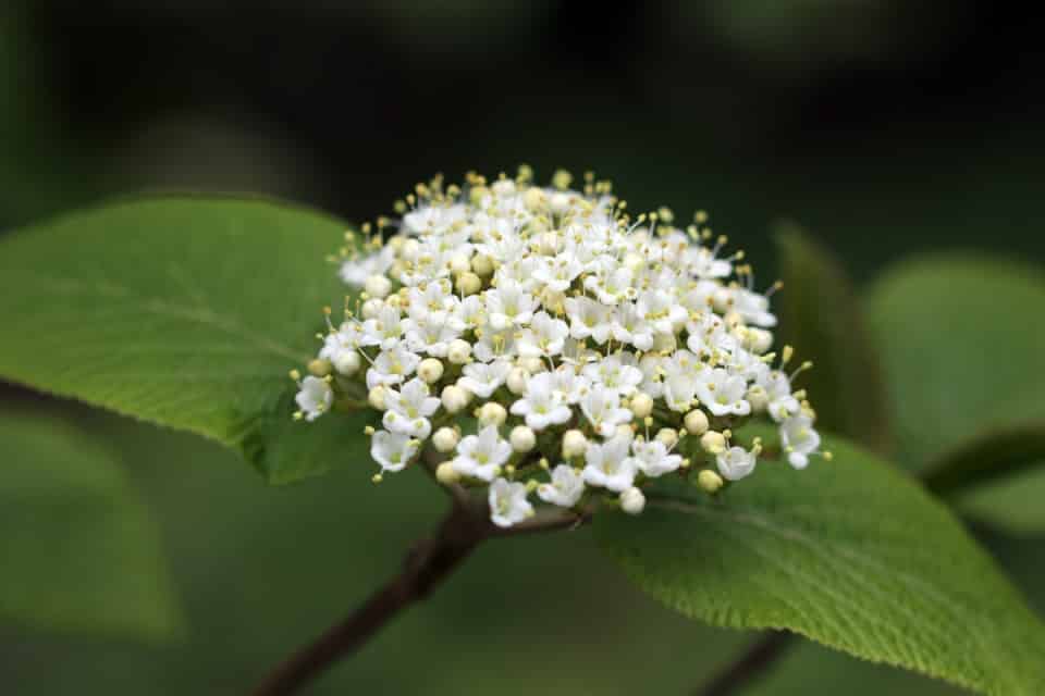 Wolliger Schneeball, Viburnum lantana Pflege und Schneiden