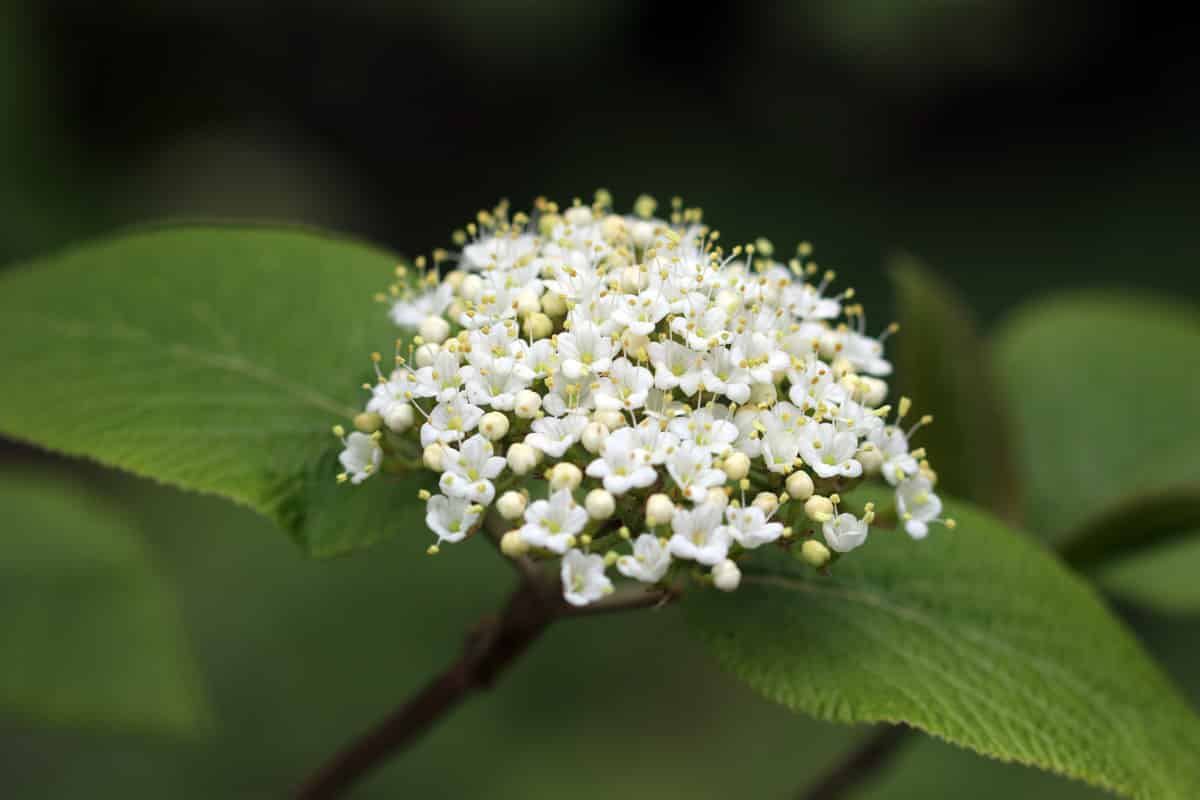 Wolliger Schneeball - Viburnum lantana