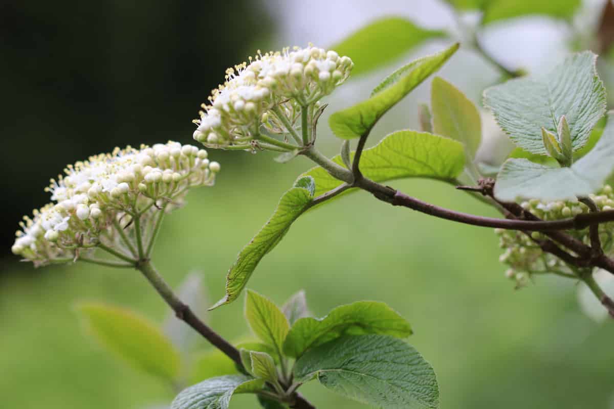 Wolliger Schneeball - Viburnum lantana