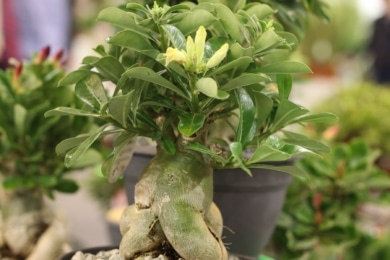 Wüstenrose (Adenium obesum)