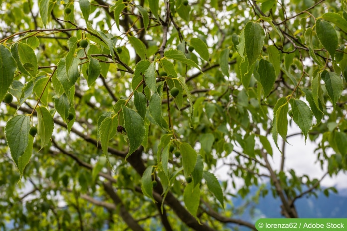 Zürgelbaum (Celtis australis)