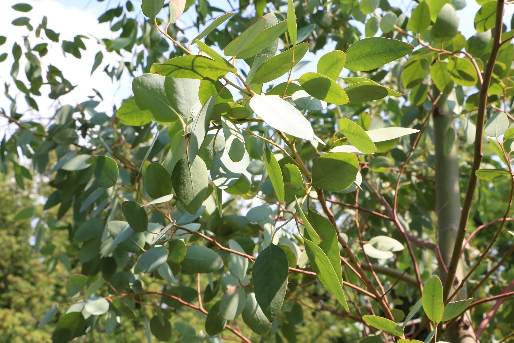 Eukalyptusbaum, Eucalyptus regnans - Pflanzen, Pflege & Schneiden -  Hausgarten.net