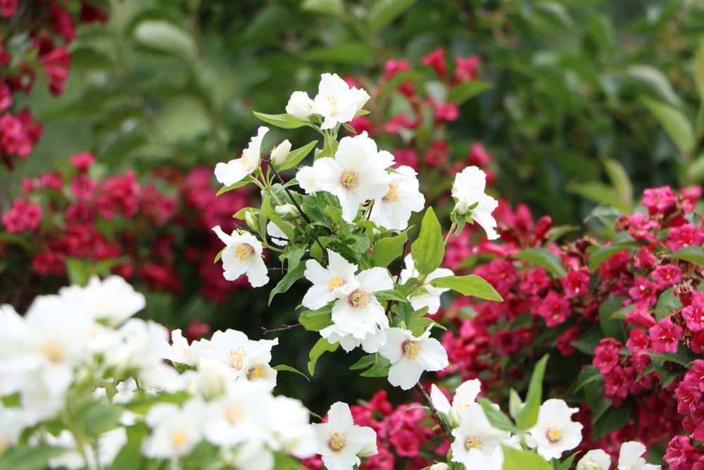 Gartenjasmin - Philadelphus coronarius