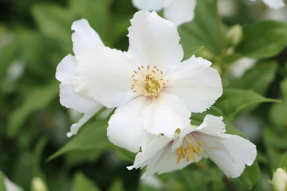 Gartenjasmin - Philadelphus coronarius