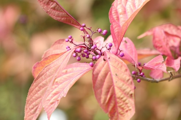 Liebesperlenstrauch (Callicarpa)