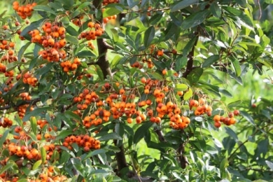 Sanddorn (Hippophae rhamnoides)