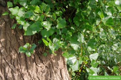 Schwarz-Pappel (Populus nigra)