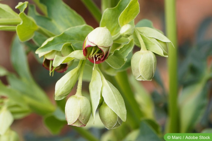 Stinkende Nieswurz (Helleborus foetidus)