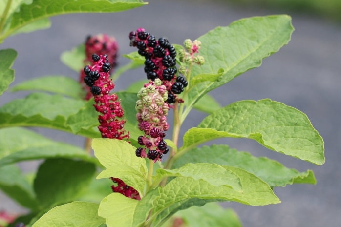 Asiatische Kermesbeere (Phytolacca acinosa)