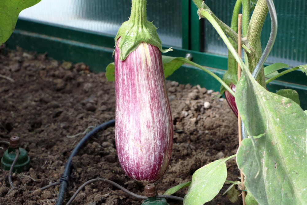 Eierpflanze - Aubergine - Solanum melongena