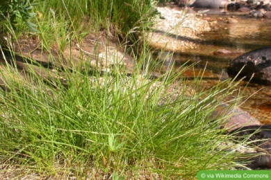 Rasenschmiele (Deschampsia cespitosa)