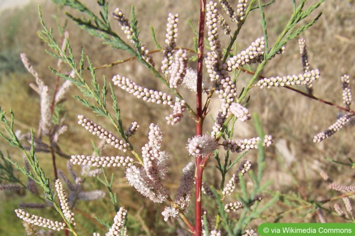 Sommertamariske (Tamarix africana)