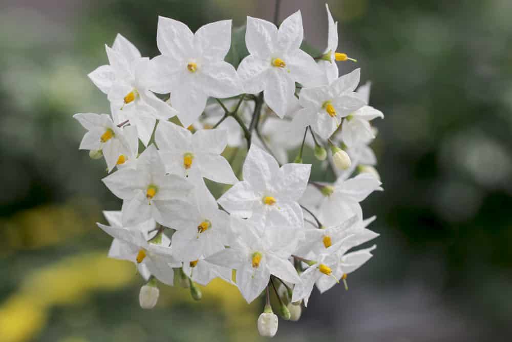 weisser Jasmin