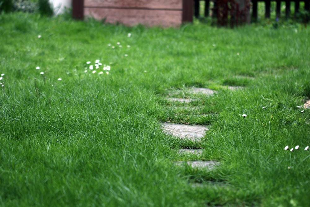 Rasen richtig bewssern - Morgens oder abends? - Hausgarten.net