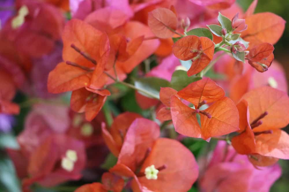 Drillingsblume - Bougainvillea