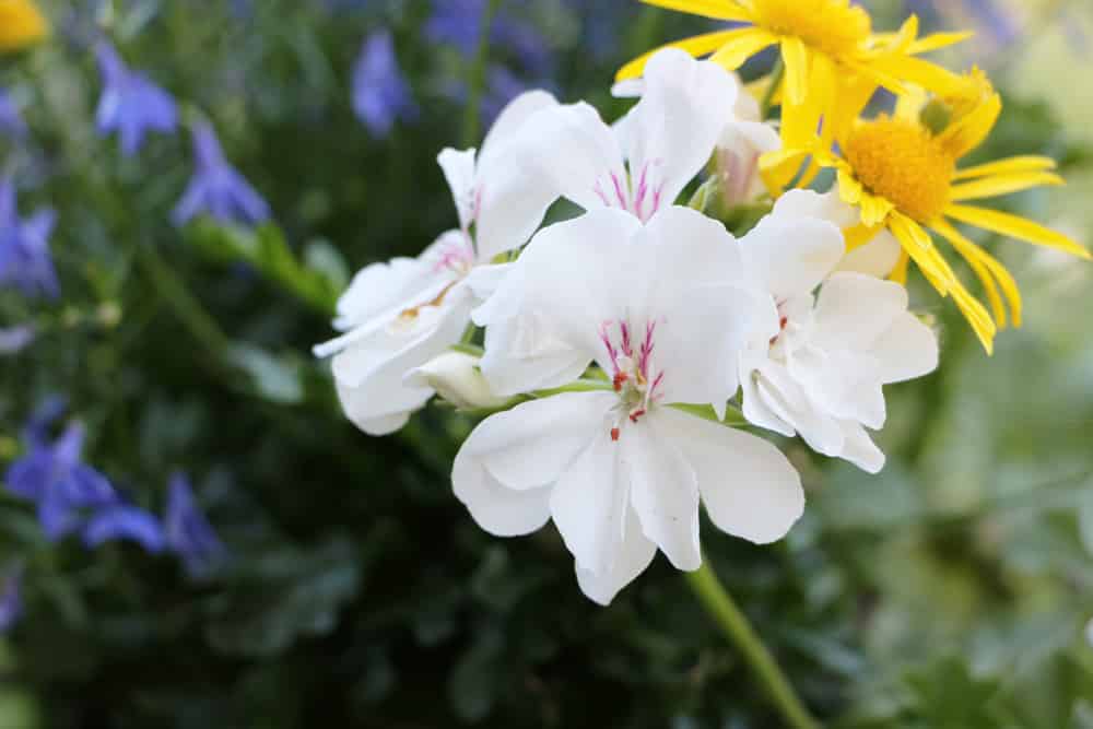 Geranie pelargonie - Pelargonium