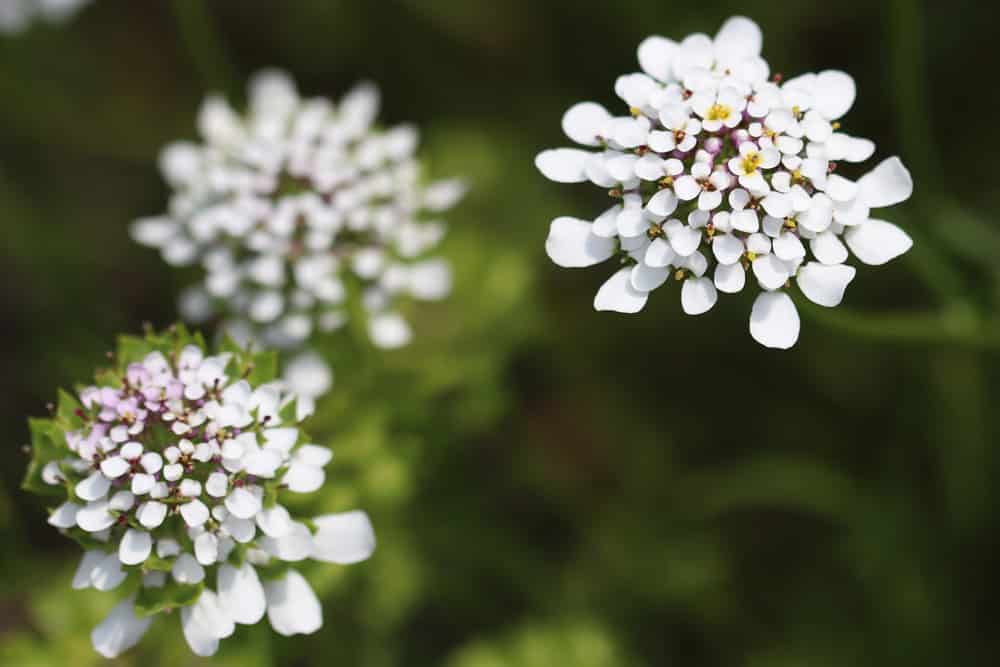 Iberis pinnata - Schleifenblumen