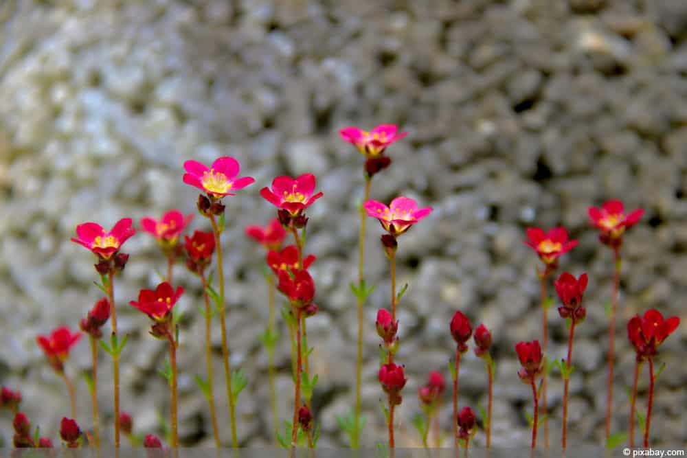 Moos-Steinbrech - Saxifraga arendsii