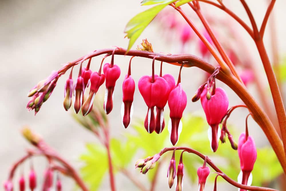 tränendes Herz - Dicentra spectabilis