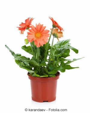 Gerbera im Topf