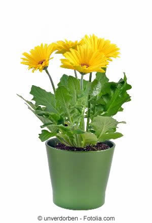 Topfgerbera