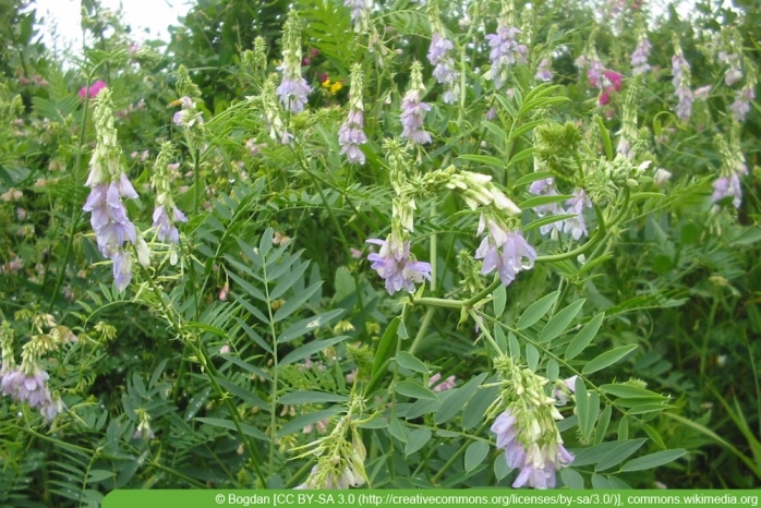 Geissraute - Galega officinalis