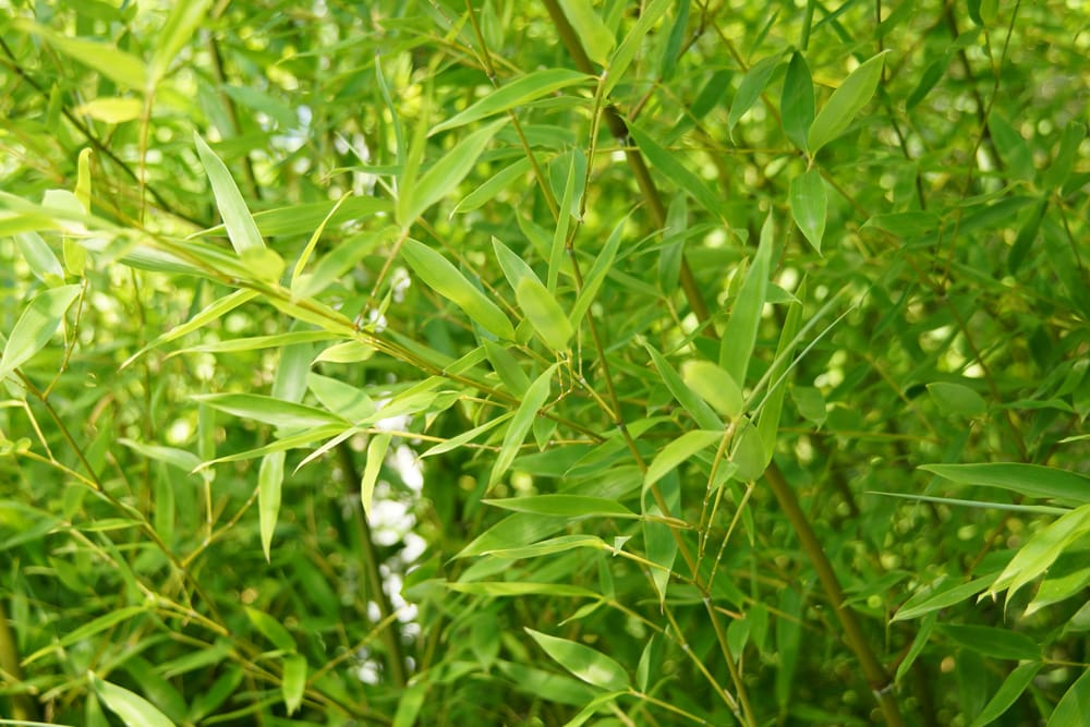 Bambus - Bambusoideae
