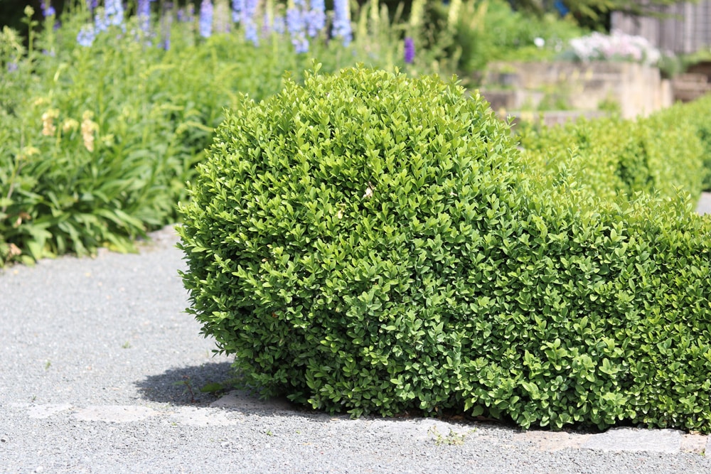 Buchsbaum - Buxus