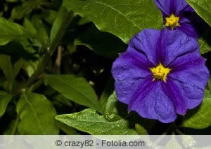 Der Enzianstrauch erinnert mit seiner Blütenfarbe an die bekannte Gebirgspflanze