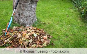 Rasenpflege im Herbst