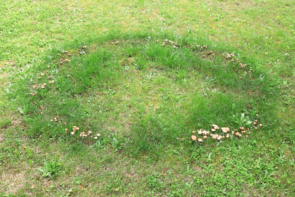 Hexenringe im Rasen bekmpfen | Diese Mittel helfen - Hausgarten.net
