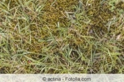 EisensulfatDünger gegen Moos im Rasen Anwendung